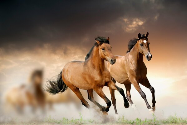 Running horses in the clouds on the grass