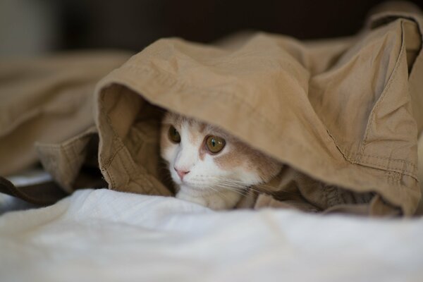 Chaton caché sur ses vêtements et regarde