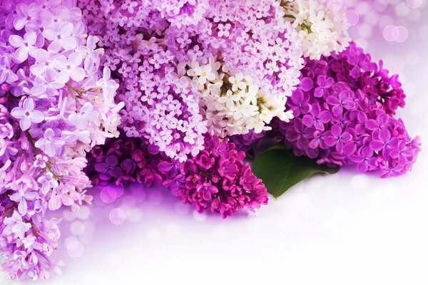 Beautiful lilac flowers on the table