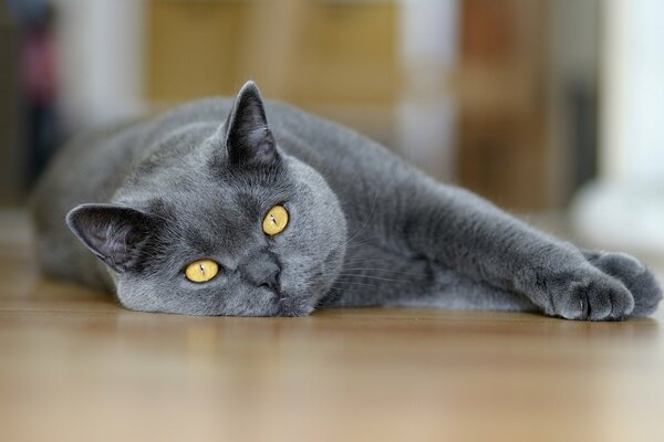 Серый кот макро с глазами лежит