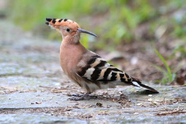 Pequeño pájaro sentado en las rocas