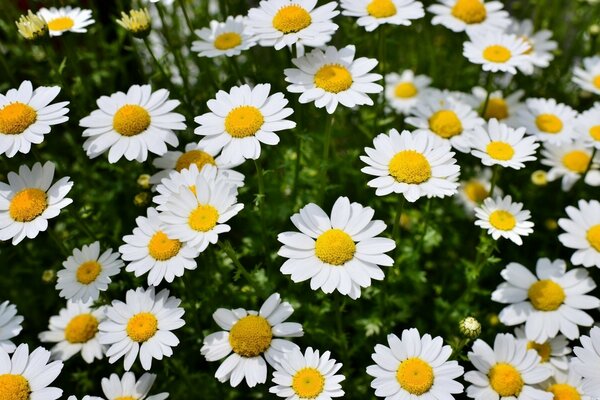 Weiße Gänseblümchen auf der Frühlingswiese