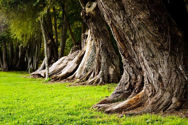 Giant trees grow and green grass in the clearing