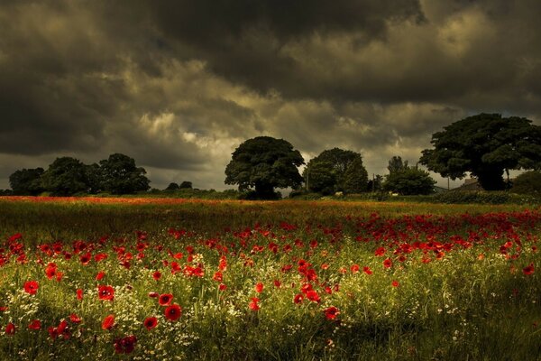 Champ de coquelicots. Nuages. Paysage