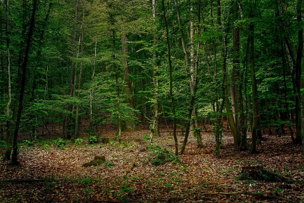 La natura è molto bella a Boru