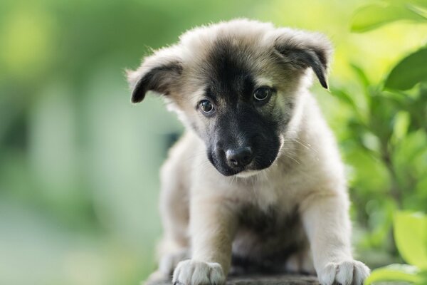 A light puppy with a black muzzle against a background of green foliage