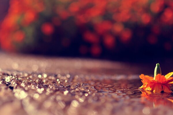 A flower that fell on a wet road