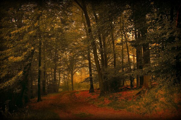 Forest trail in a beautiful sunset