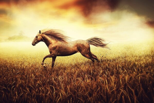 Pictured a horse running on wheat