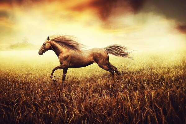Рисованнвц конь бежит по пшеницелвча