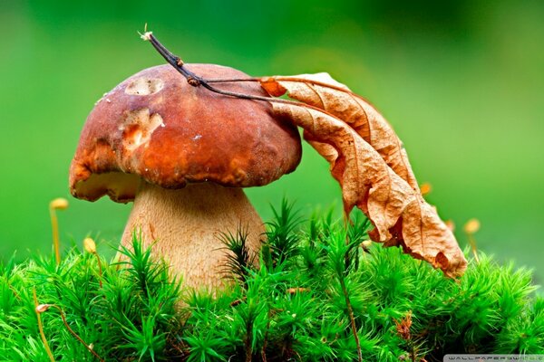 Weißer Pilz mit einem Blatt auf grünem Hintergrund