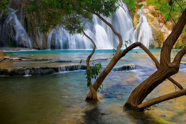 Beautiful waterfall. Lake. Tree