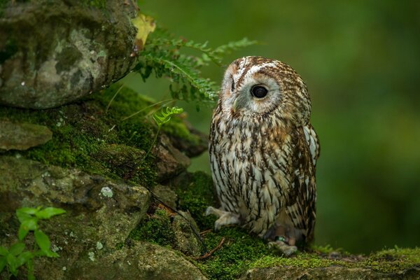 Beauty in the forest. Owl in nature