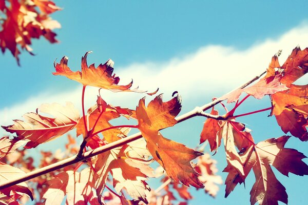 Branche avec des feuilles rouges sur fond de ciel bleu