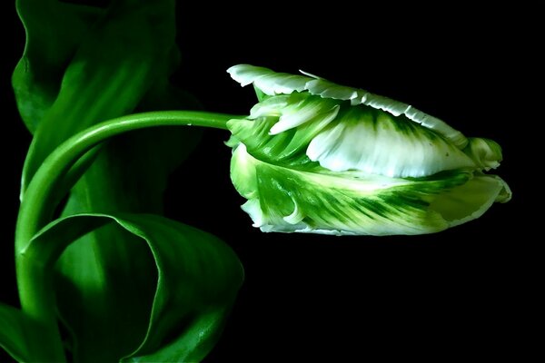 Bud of green tulip photo