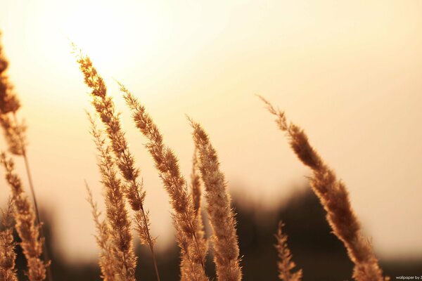 Ährchen am Abend Sonnenuntergang Hintergrund