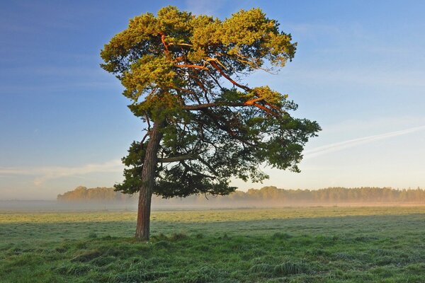 Un poderoso árbol en el campo durante el día