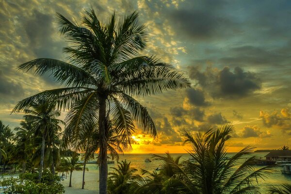 Paradiesischer Sonnenuntergang unter Palmen am Meer