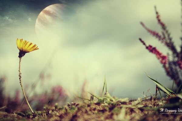 Macrophotography with dandelion, planet and grass