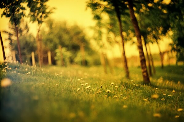 Arbres. Fond flou. Paysage