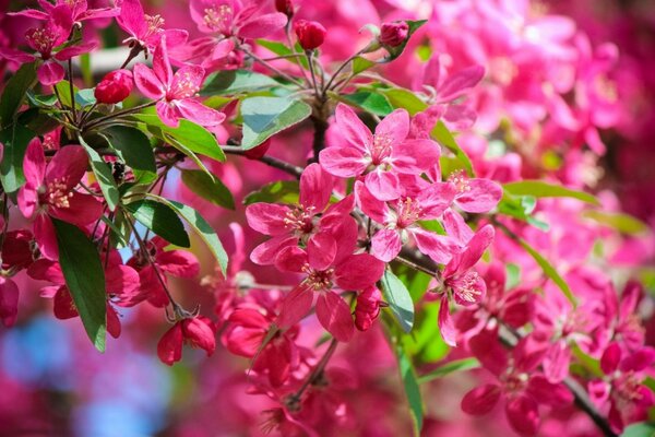 Ein blühender Zweig ist eine saftige rosa Ästhetik