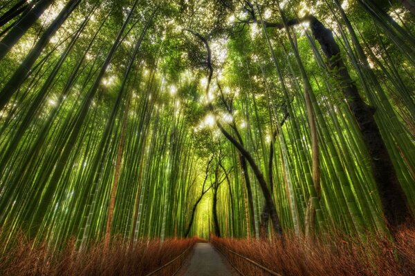 Camino en un bosque de bambú