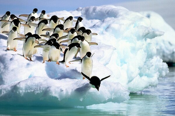 A flock of penguins jumps from an ice floe