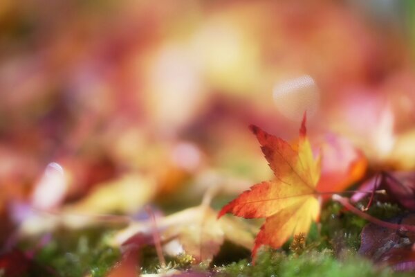 Hoja de otoño a la luz del sol