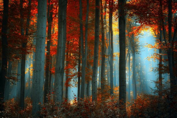 Bosque de otoño brillante con luz solar