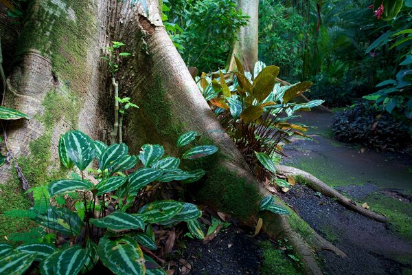 Green striped leaves and a large tree