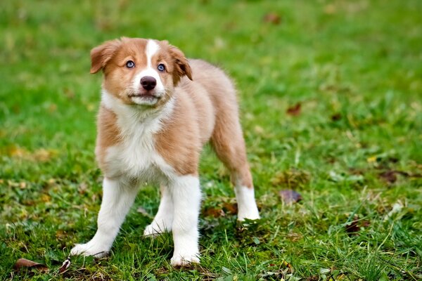 Pequeño cachorro de pie en la hierba verde