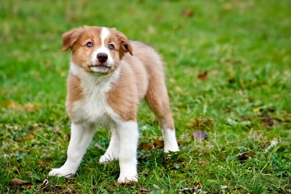 Piccolo cucciolo in piedi sull erba verde