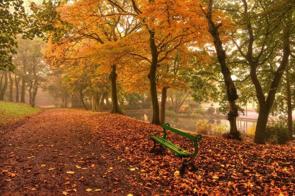 Autumn avenue of golden leaves