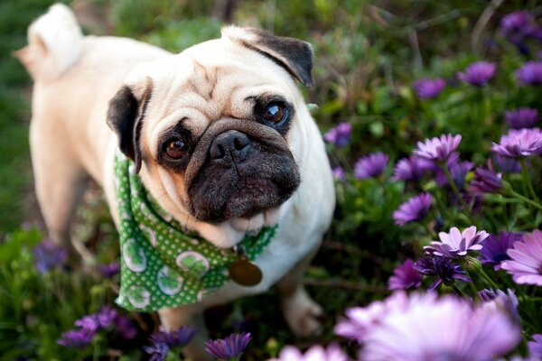 A pug in a green scarf among purple flowers