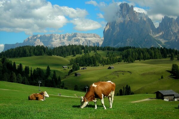 Les prairies alpines sont incroyablement belles