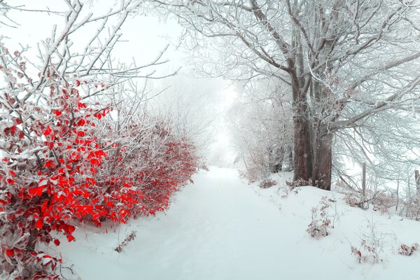 Hermosos paisajes en el fondo de invierno