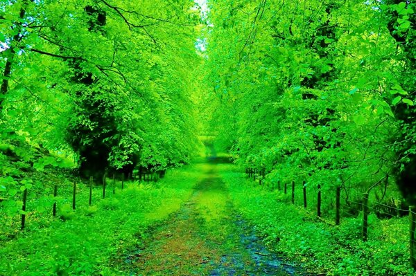 Escocia Park Road en el bosque