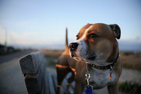 Der Hund steht auf dem Laden und schaut auf den Sonnenuntergang