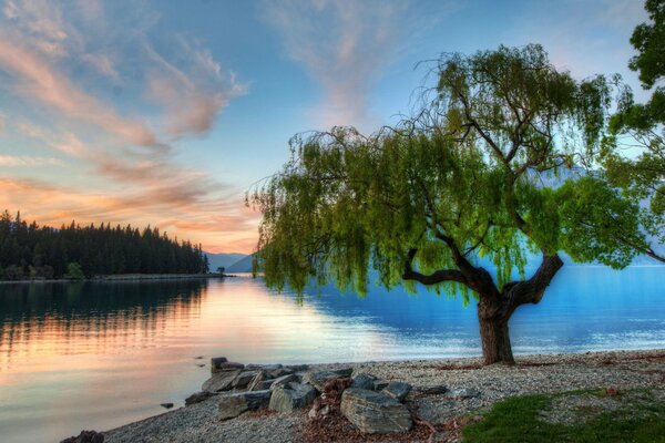 Lake and forest at sunset in summer