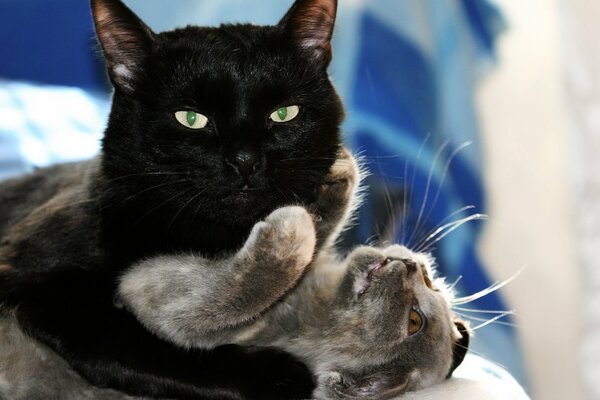 Schwarze Katze spielt mit einer grauen Katze