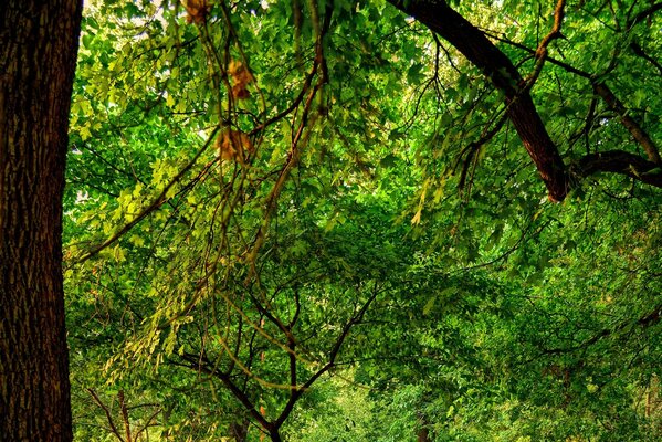 Brauner großer Baum und grünes Laub