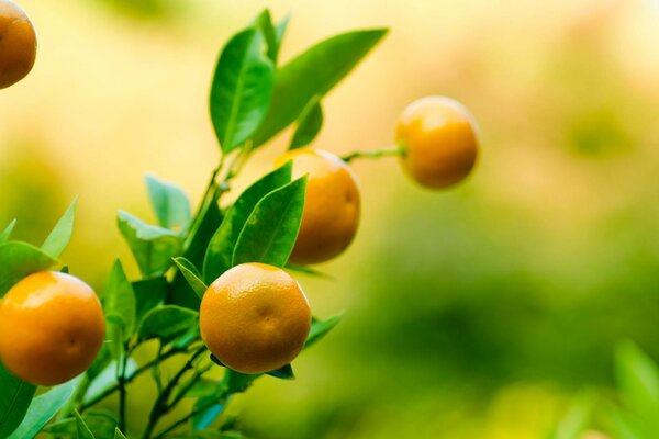 Mandarines sur une branche. Fruits dans le feuillage