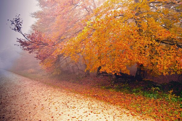 Árboles de otoño. Hoja. Otoño