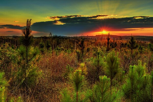 Bellissimo tramonto. Paesaggio di pini sulle colline