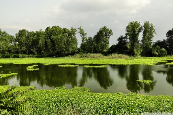 Verdure juteuse-forêt et lac