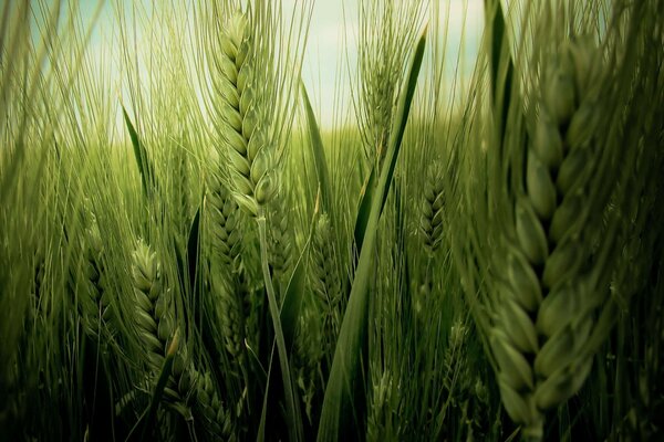 IL CIELO ATTRAVERSO LE SPIGHETTE DI GRANO