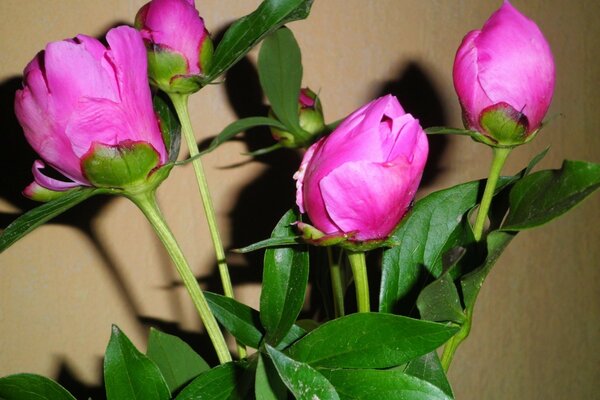 Peonías Rosadas en lente macro