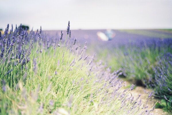 Campo di lavanda foto con sfocatura