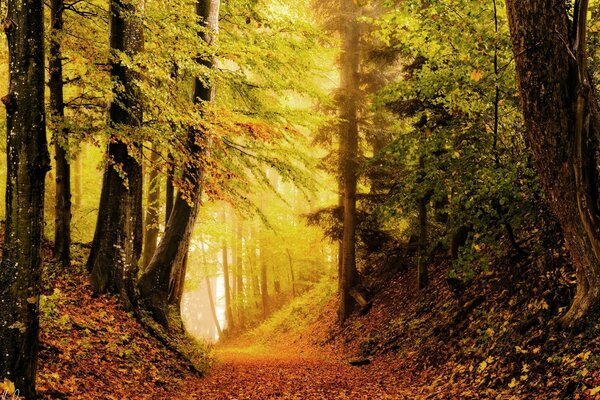 Foto de un brillante otoño amarillo-naranja en el bosque