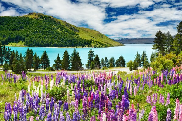 Helle Sommerlandschaft. Lila Lavendel und blauer See am grünen Berg